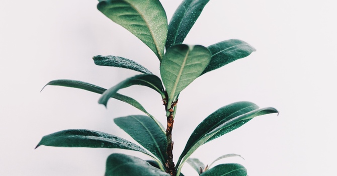 Speech Language Therapy